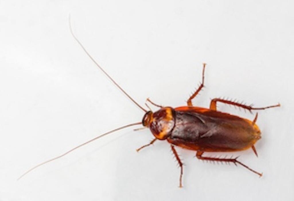 Images Western Pest Services