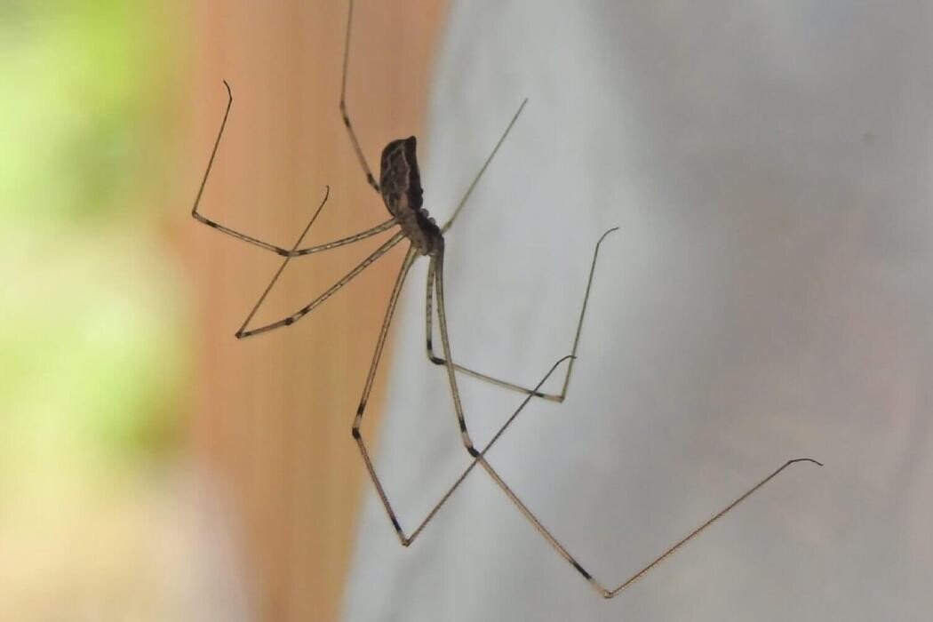 Images Western Pest Services
