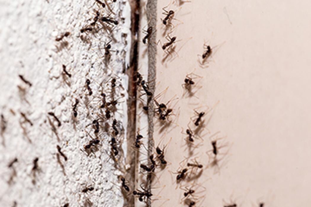 Images Western Pest Services