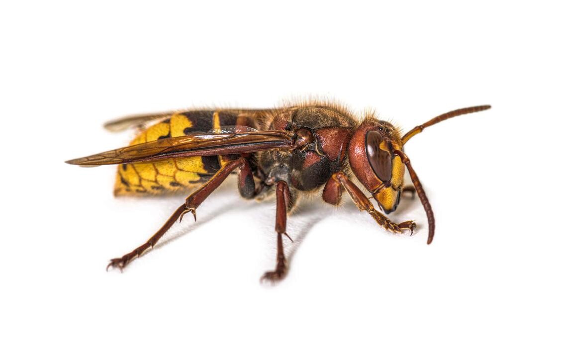 Images Western Pest Services