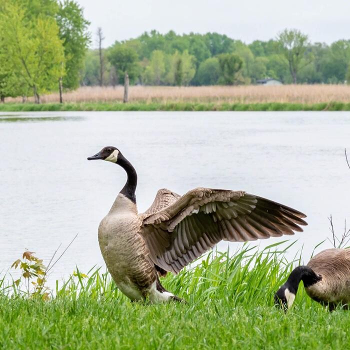 Images Western Pest Services