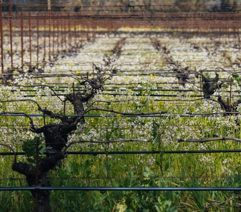 Images Ehlers Estate