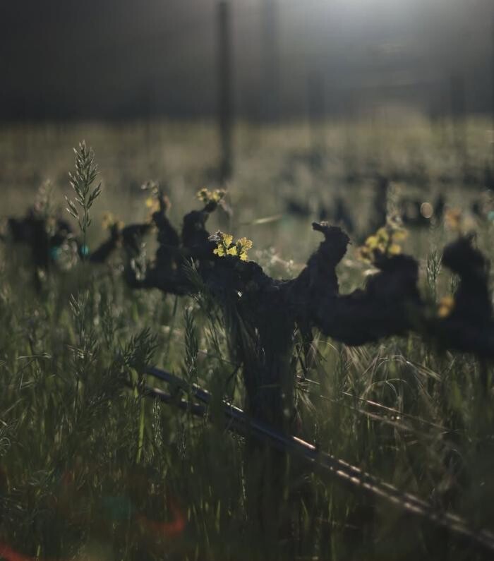 Images Ehlers Estate