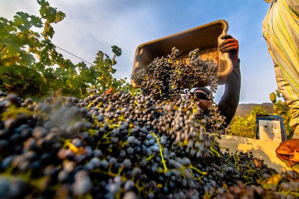 Images Ehlers Estate