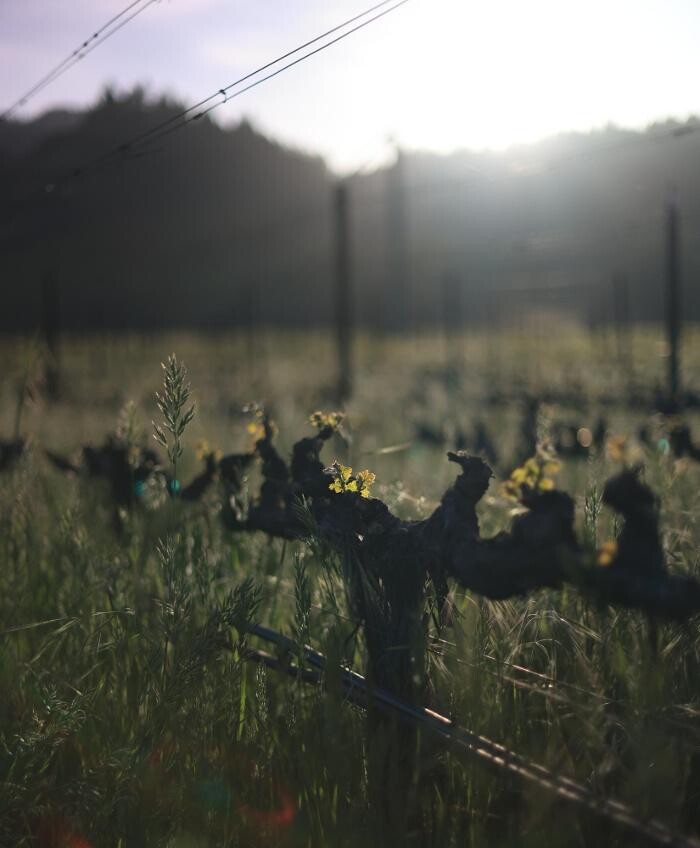 Images Ehlers Estate