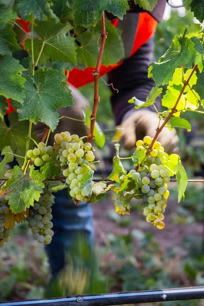 Images Ehlers Estate