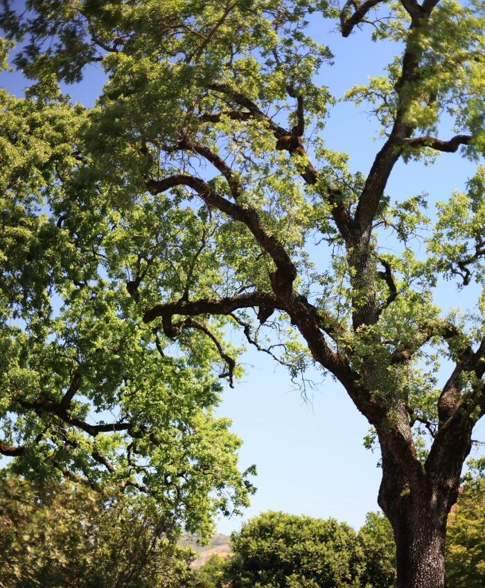 Images Ehlers Estate