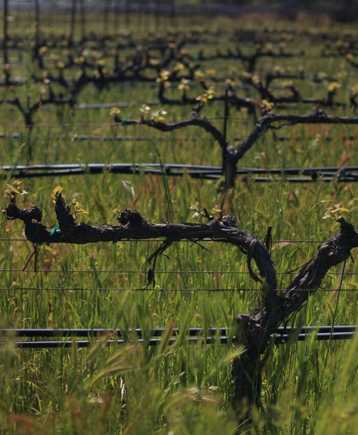 Images Ehlers Estate