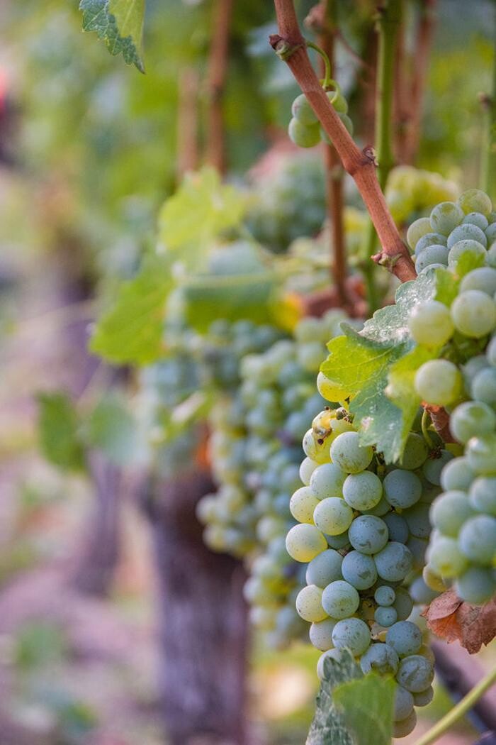 Images Ehlers Estate