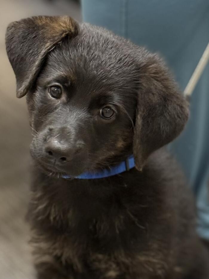 Images Apple Valley Veterinary Clinic