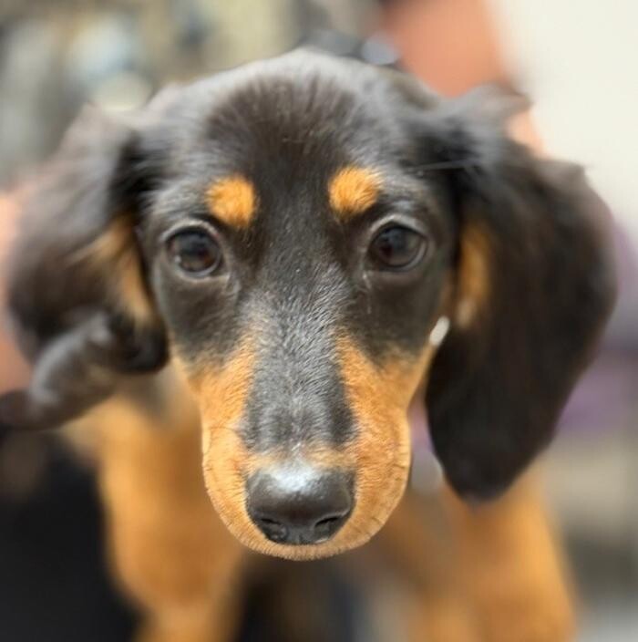 Images Apple Valley Veterinary Clinic