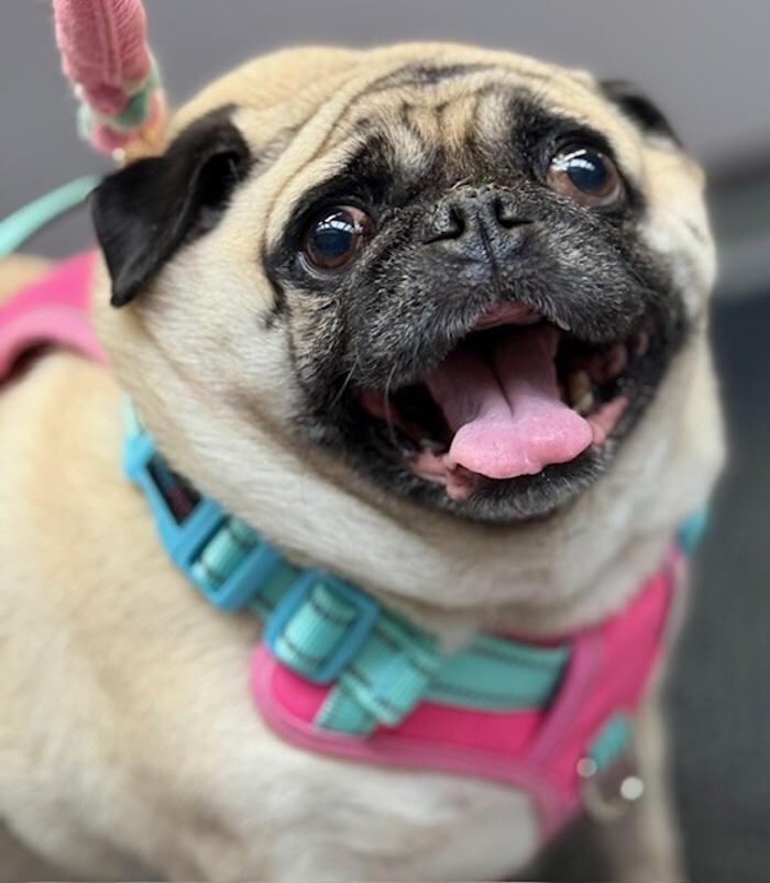 Images Apple Valley Veterinary Clinic