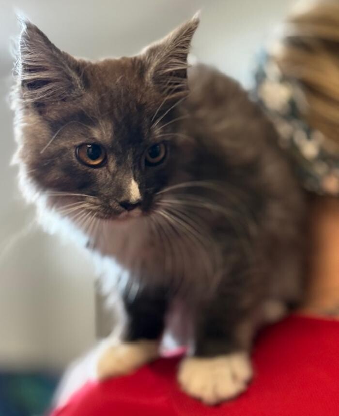 Images Apple Valley Veterinary Clinic