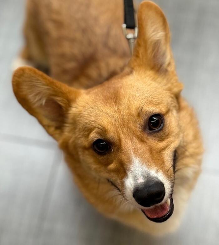 Images Apple Valley Veterinary Clinic