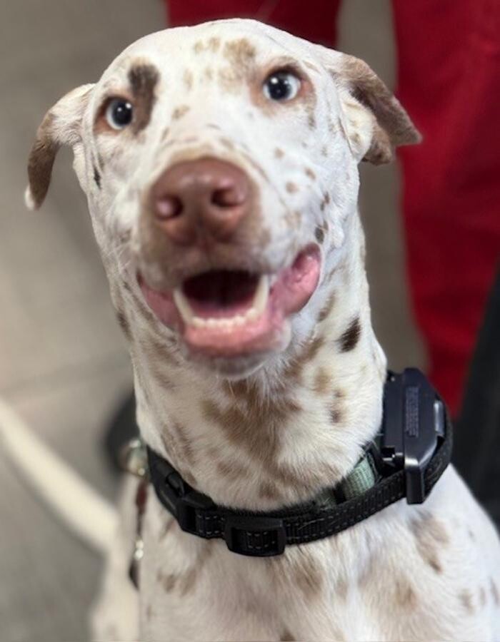 Images Apple Valley Veterinary Clinic