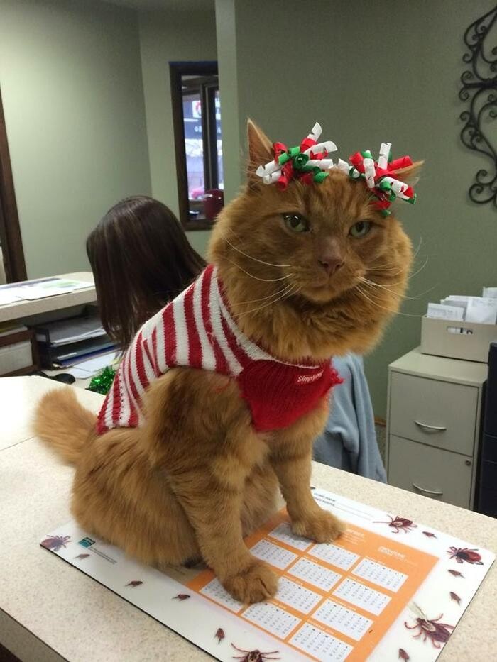Images Apple Valley Veterinary Clinic