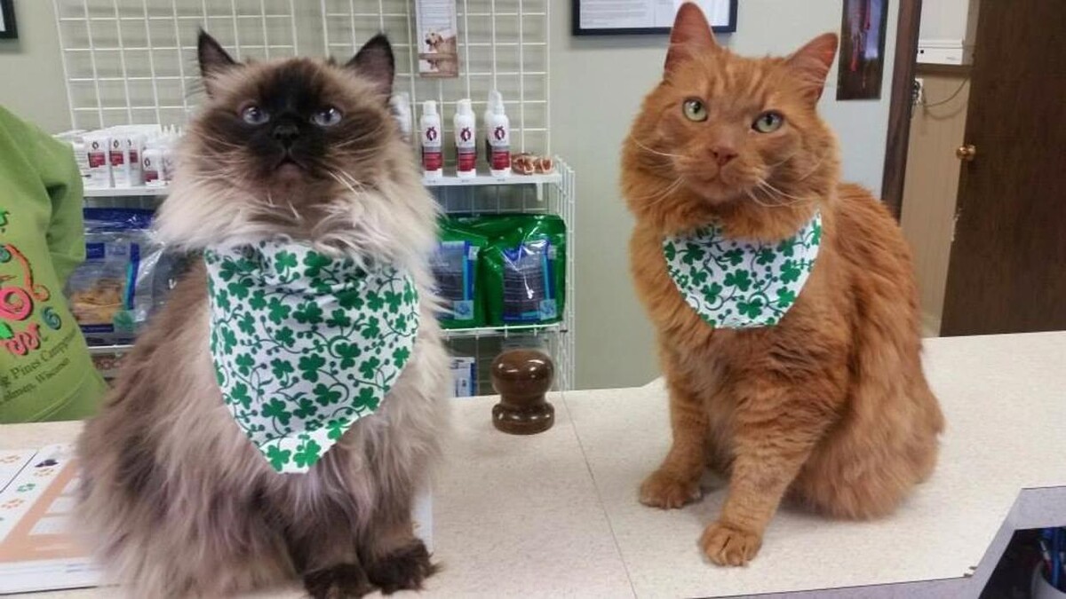 Images Apple Valley Veterinary Clinic