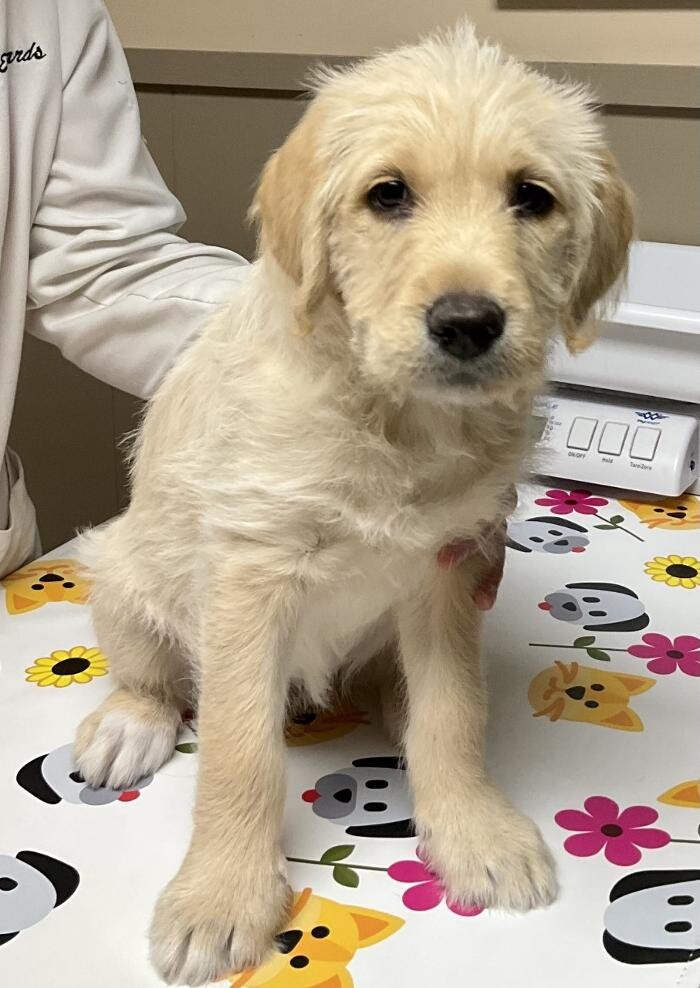 Images Apple Valley Veterinary Clinic