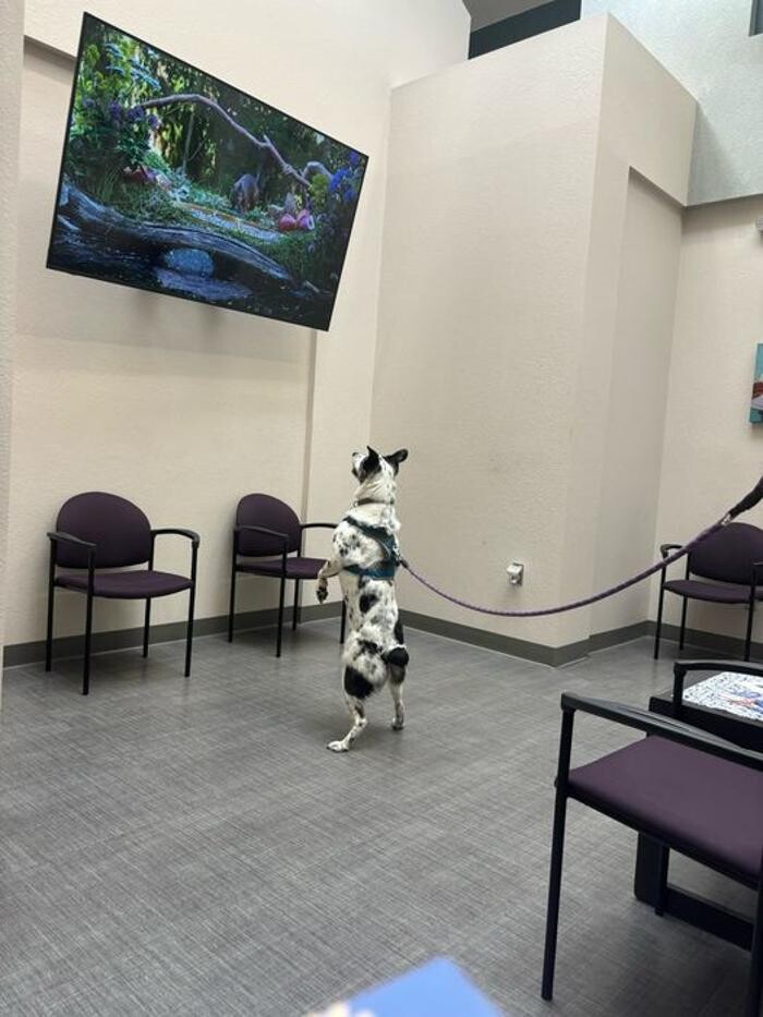 Images Apple Valley Veterinary Clinic