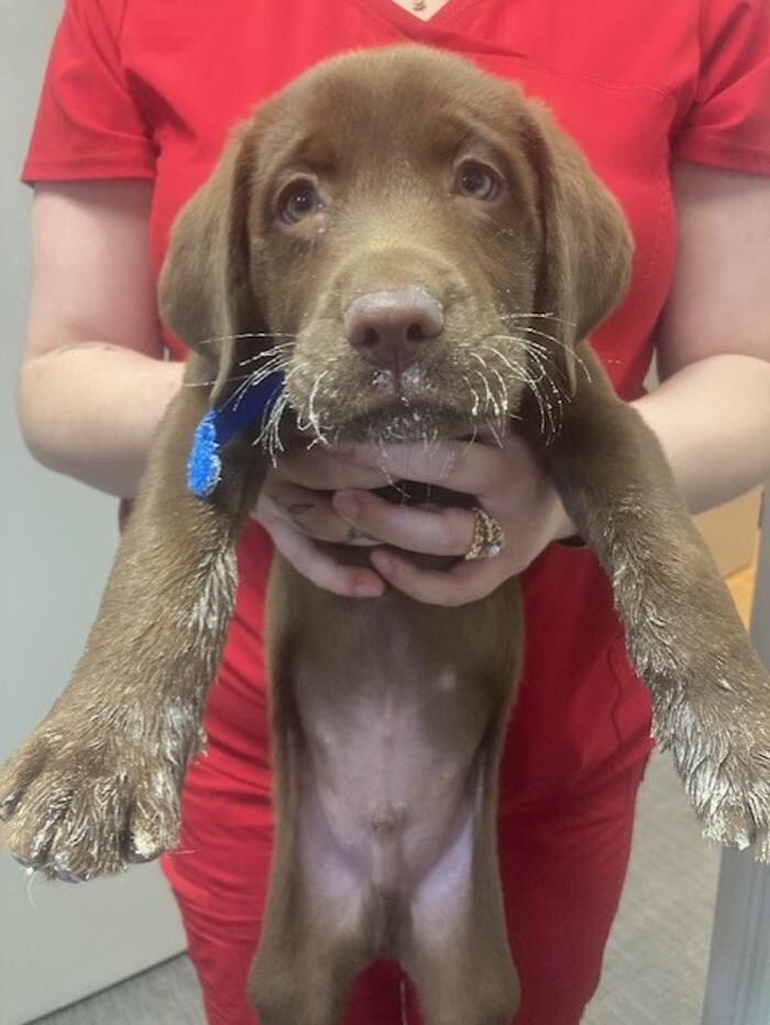 Images Apple Valley Veterinary Clinic