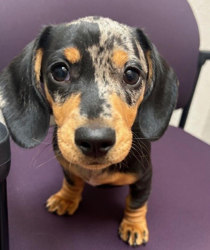 Images Apple Valley Veterinary Clinic
