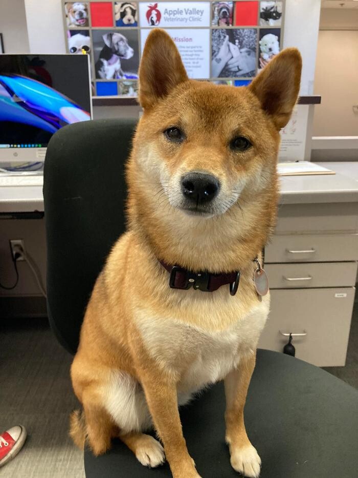 Images Apple Valley Veterinary Clinic