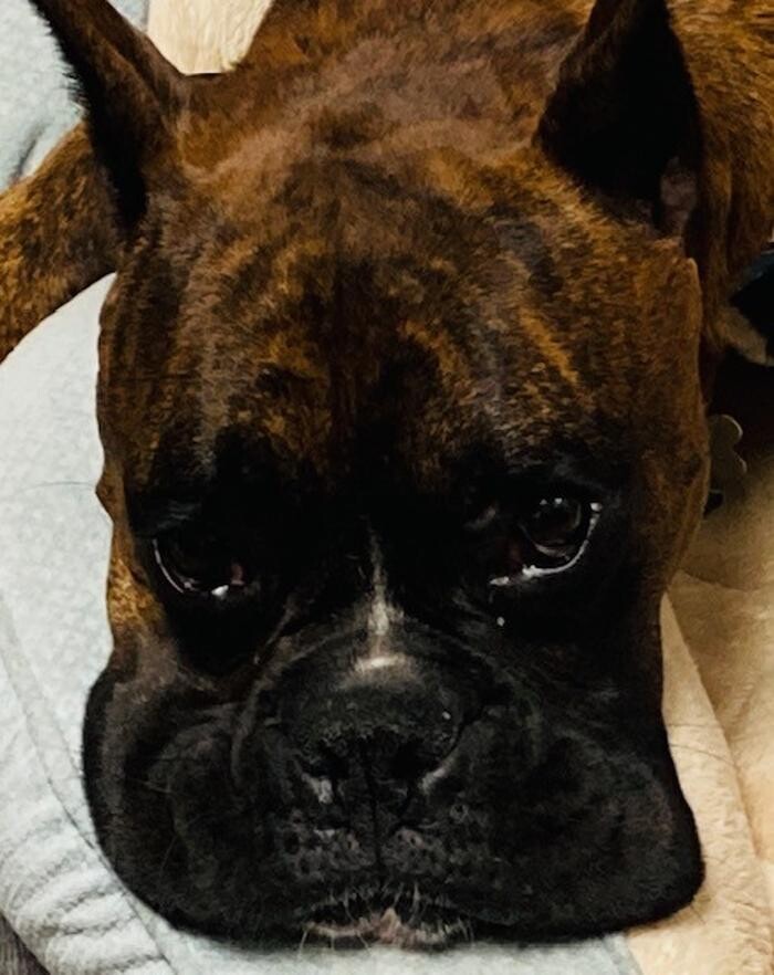 Images Apple Valley Veterinary Clinic