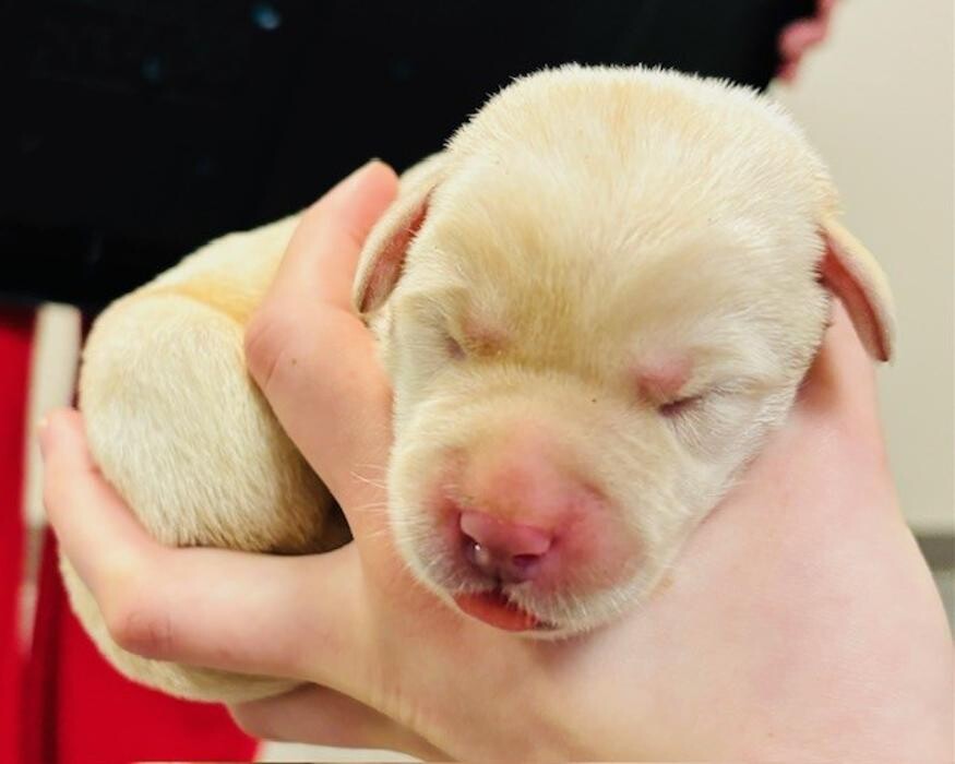 Images Apple Valley Veterinary Clinic