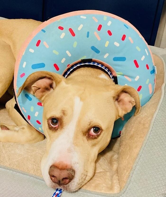Images Apple Valley Veterinary Clinic