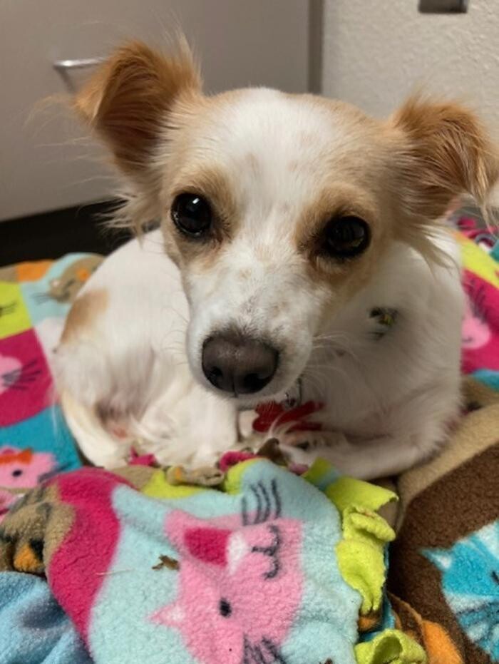 Images Apple Valley Veterinary Clinic