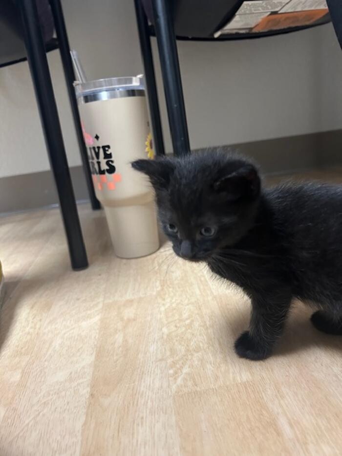 Images Apple Valley Veterinary Clinic