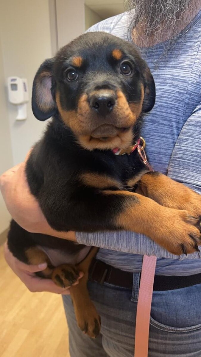 Images Apple Valley Veterinary Clinic