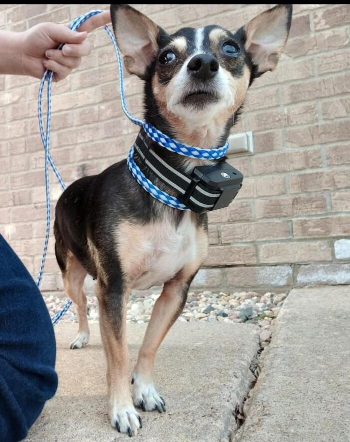 Images Apple Valley Veterinary Clinic