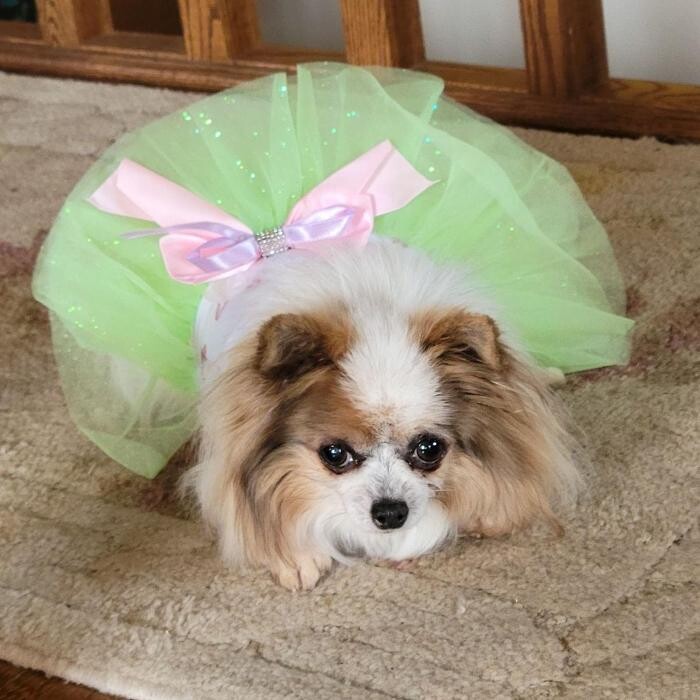 Images Apple Valley Veterinary Clinic