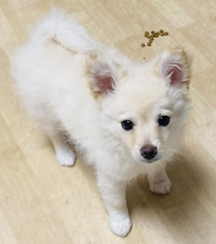 Images Apple Valley Veterinary Clinic