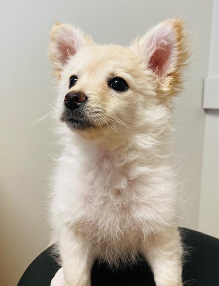 Images Apple Valley Veterinary Clinic