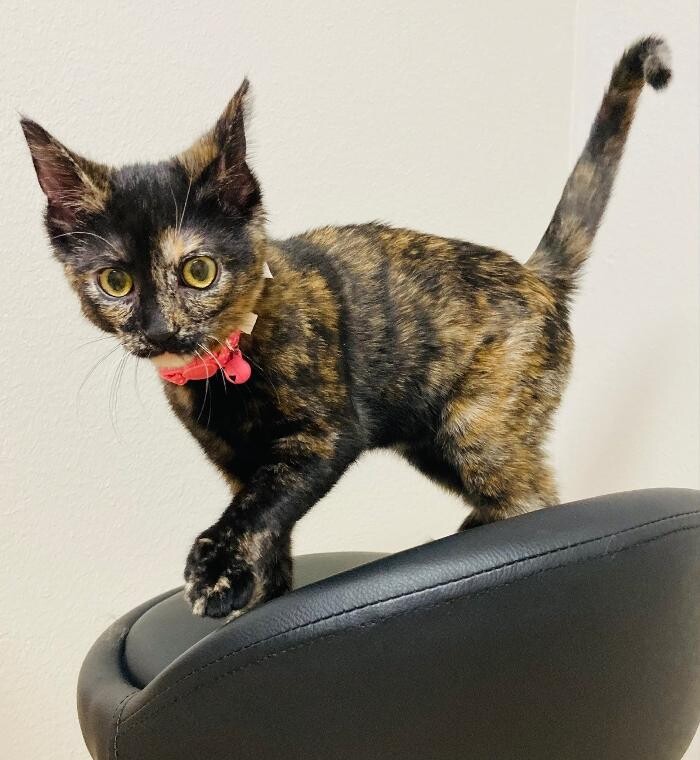 Images Apple Valley Veterinary Clinic