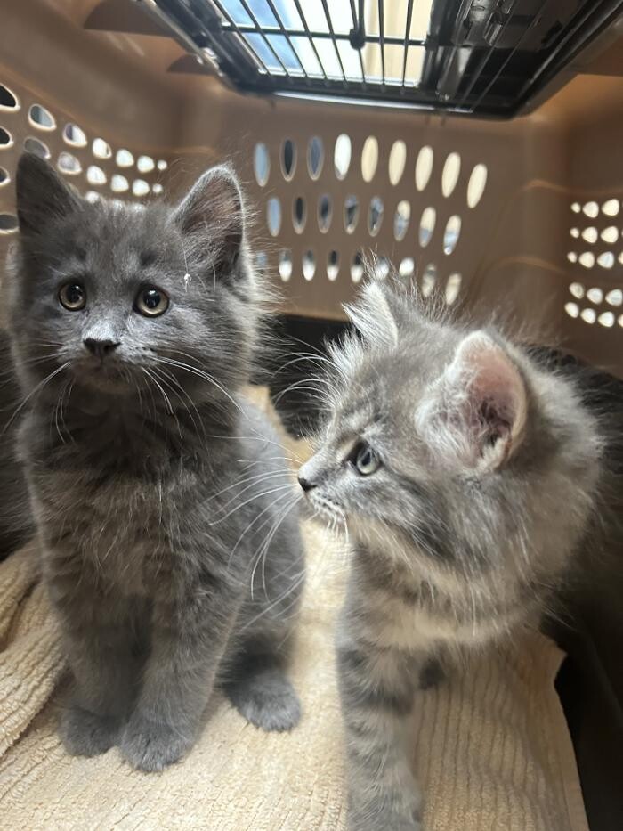 Images Apple Valley Veterinary Clinic