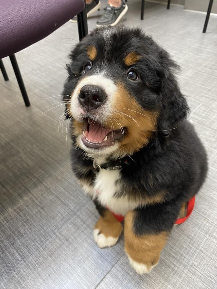 Images Apple Valley Veterinary Clinic