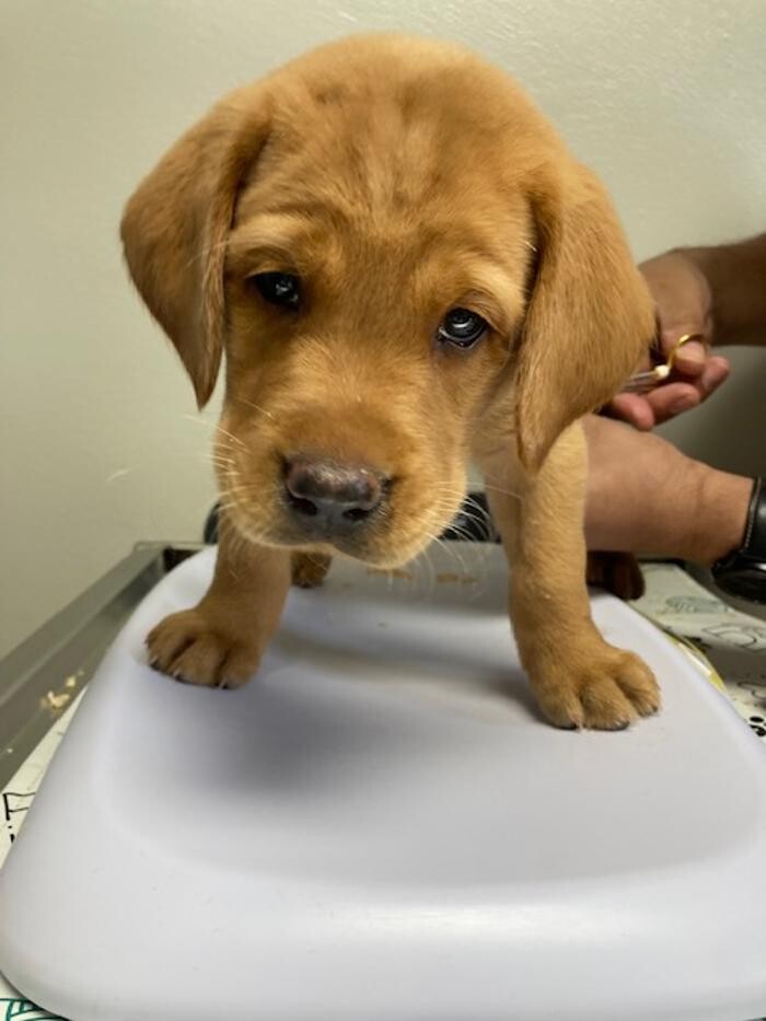 Images Apple Valley Veterinary Clinic