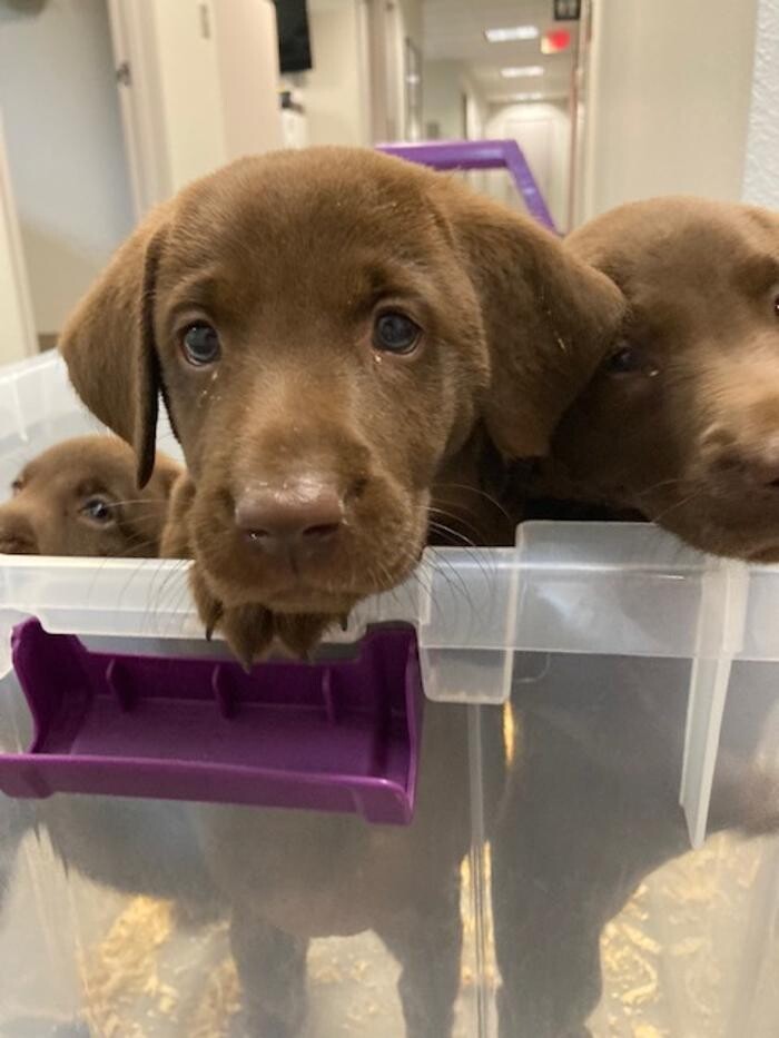 Images Apple Valley Veterinary Clinic