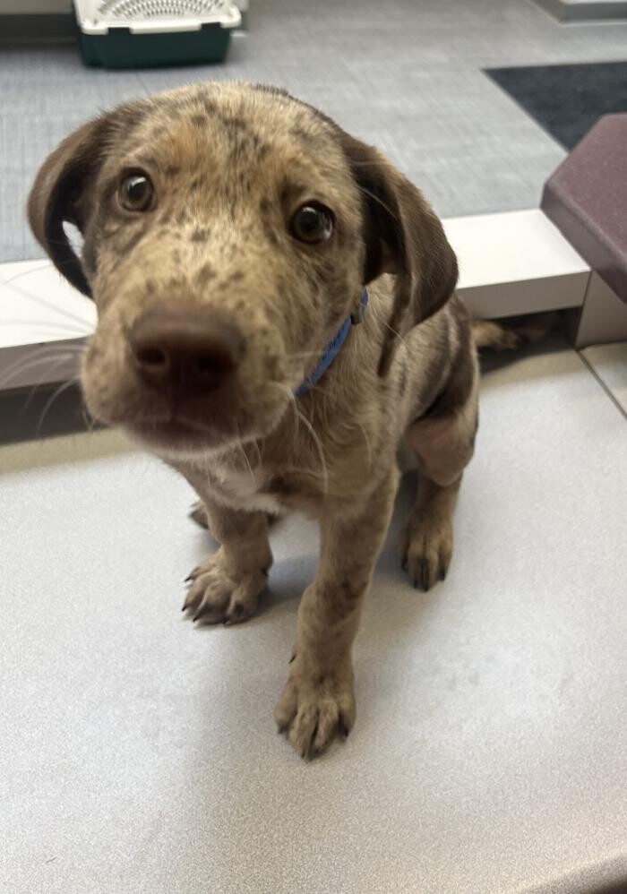 Images Apple Valley Veterinary Clinic