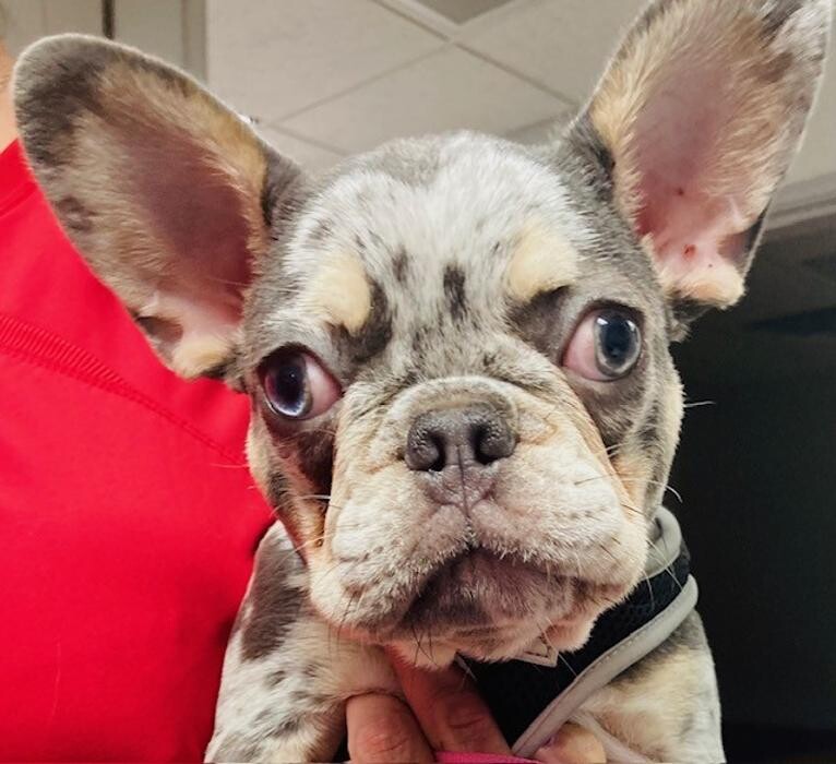 Images Apple Valley Veterinary Clinic