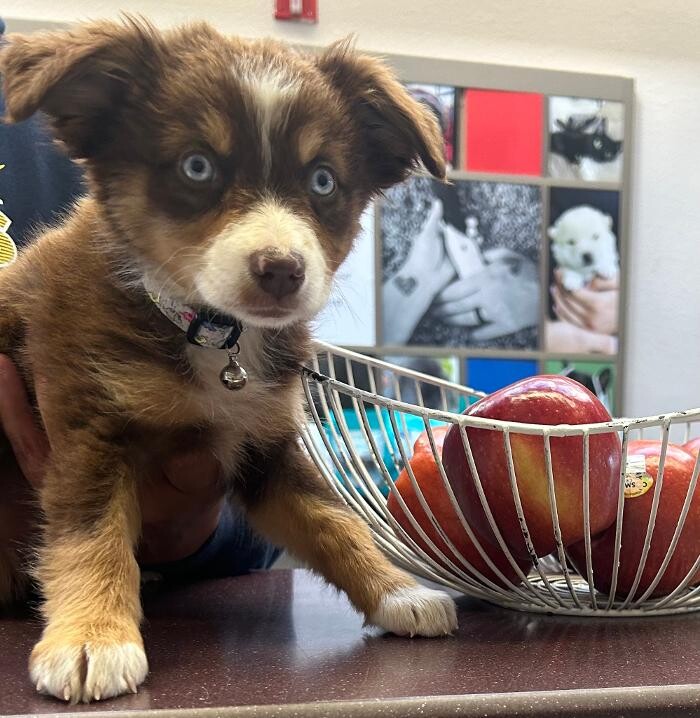 Images Apple Valley Veterinary Clinic