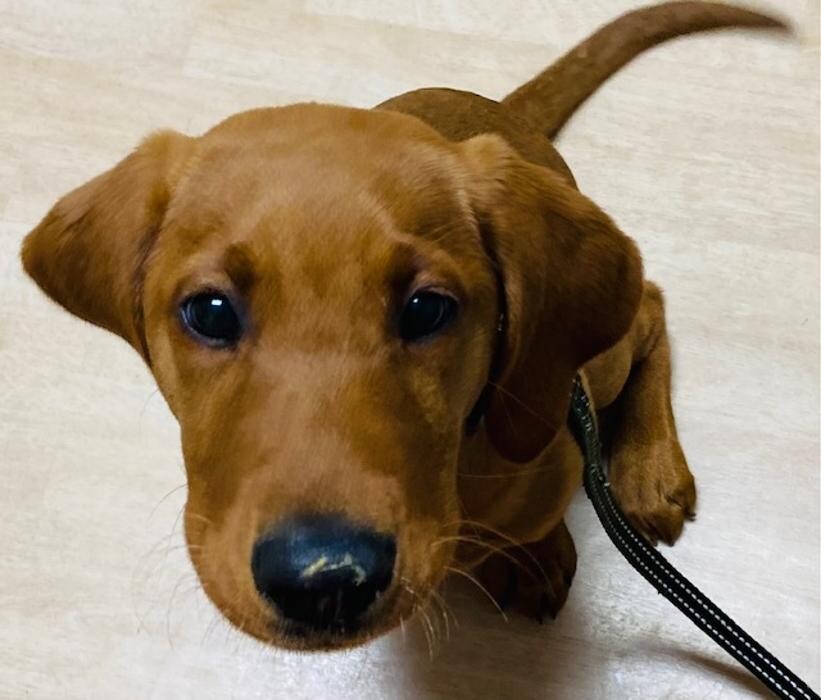 Images Apple Valley Veterinary Clinic