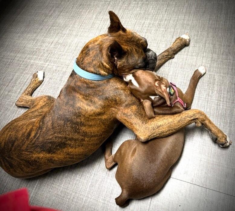 Images Apple Valley Veterinary Clinic
