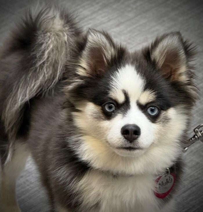 Images Apple Valley Veterinary Clinic