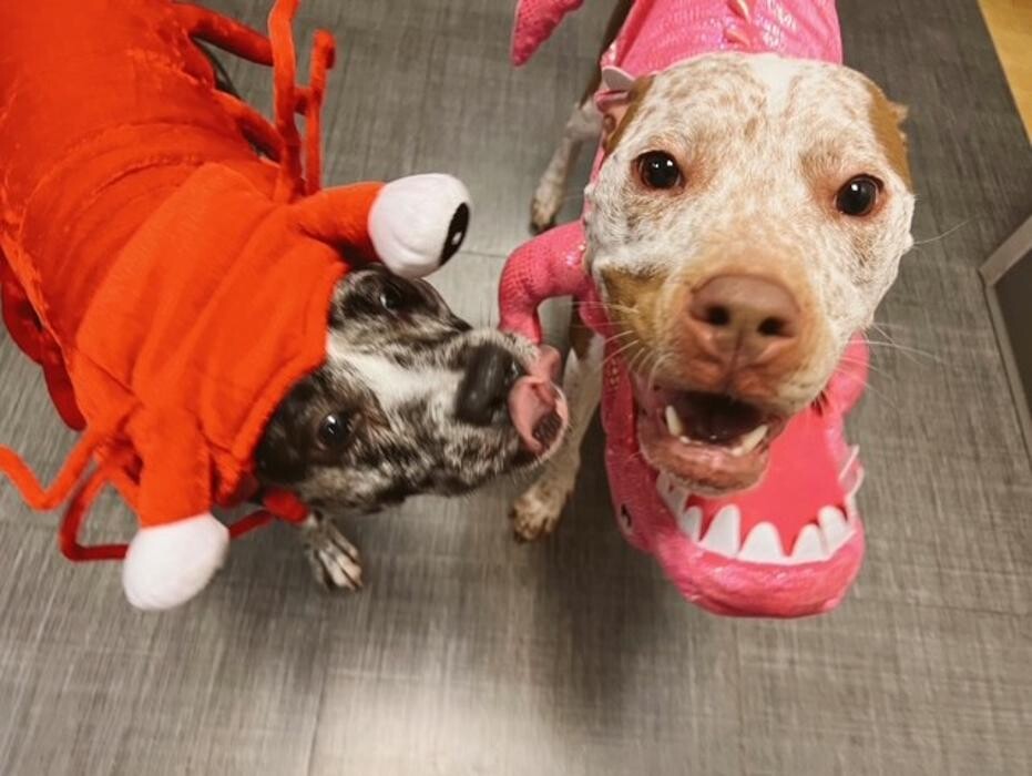 Images Apple Valley Veterinary Clinic