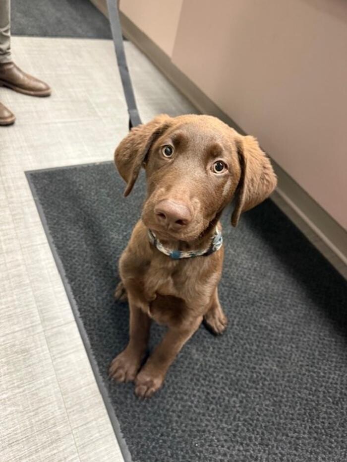 Images Apple Valley Veterinary Clinic