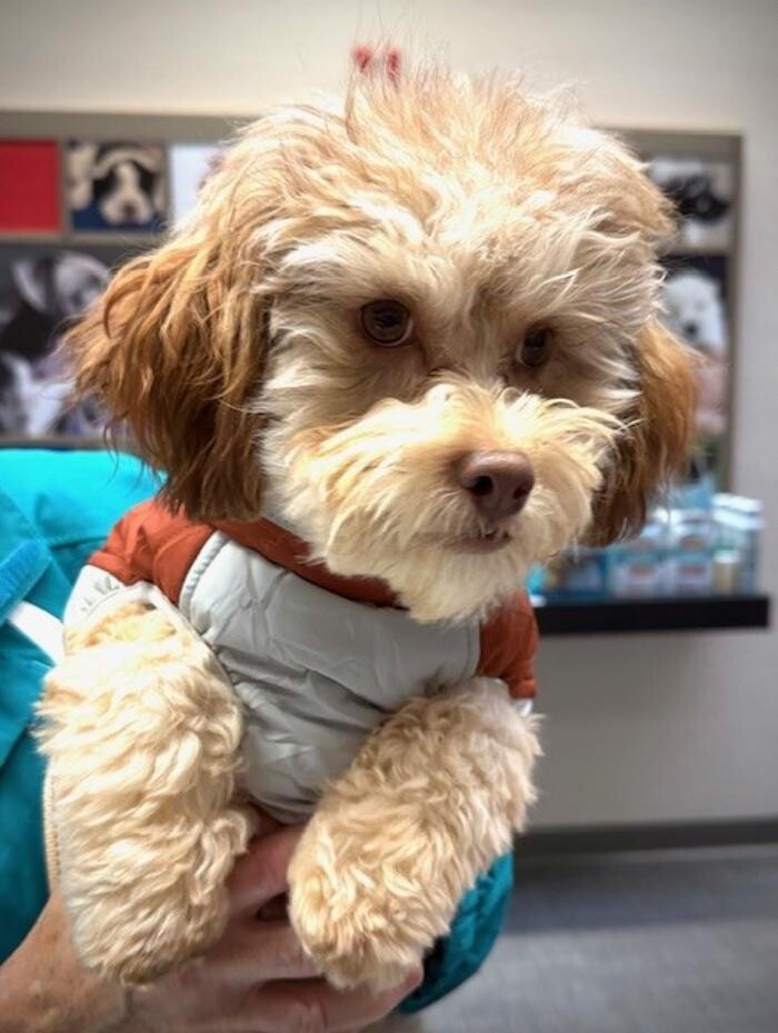Images Apple Valley Veterinary Clinic